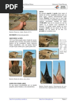 350 Cisticola Juncidis