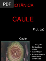 Caule