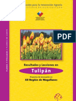 11 Tulipan