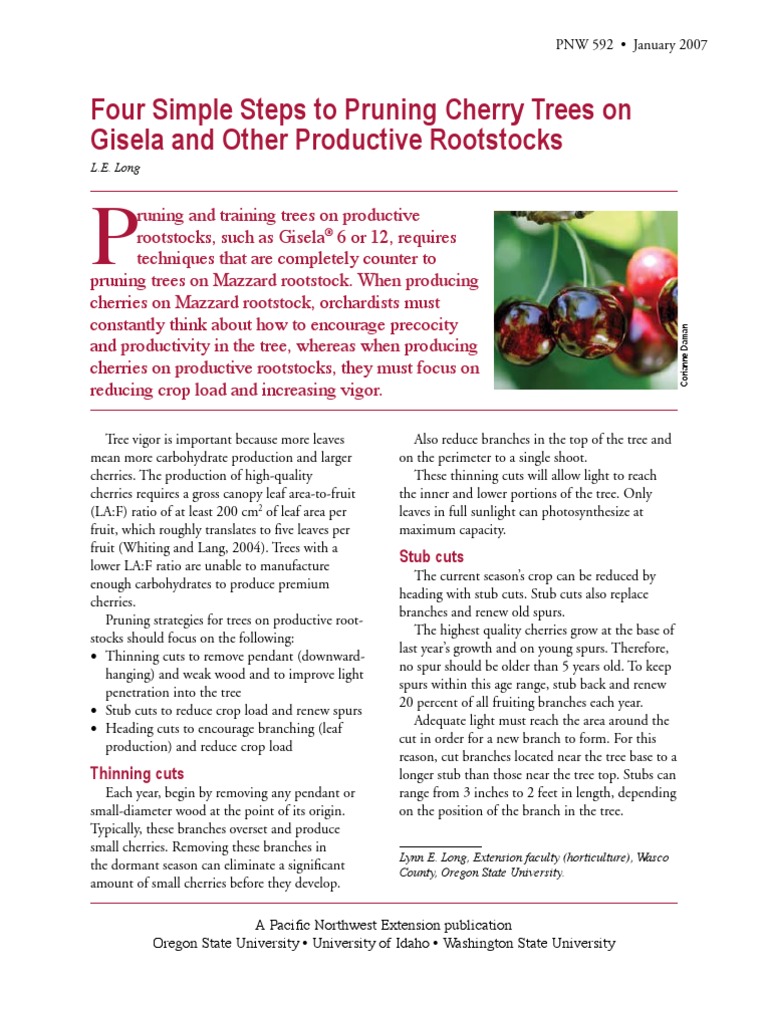 Prune Cherry | PDF