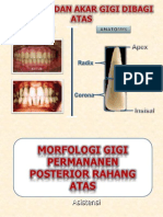 Materi Asistensi Morfologi Gigi Posterior