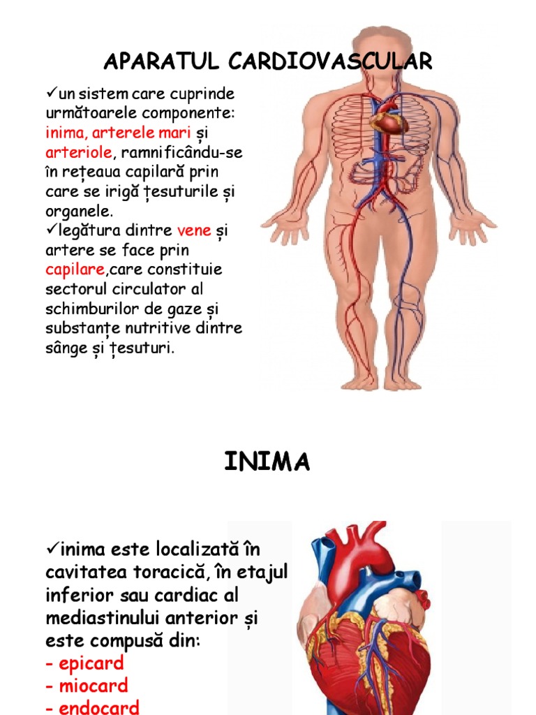 Aparatul Cardiovascular Inima | PDF