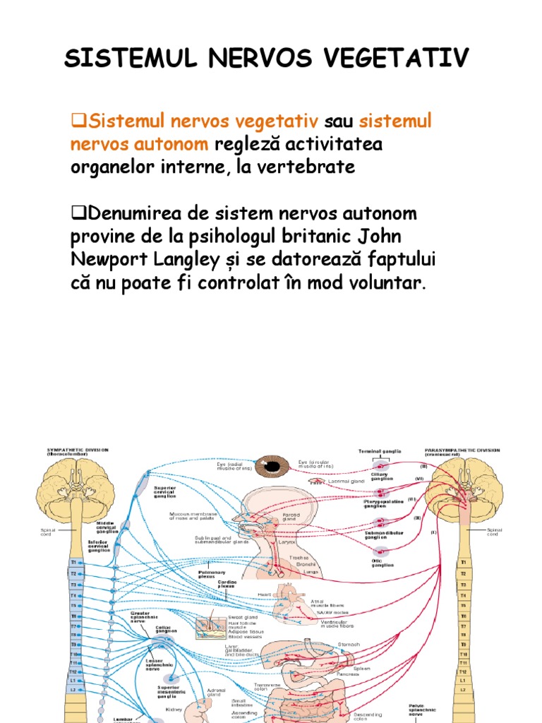 Sistemul Nervos Vegetativ | PDF