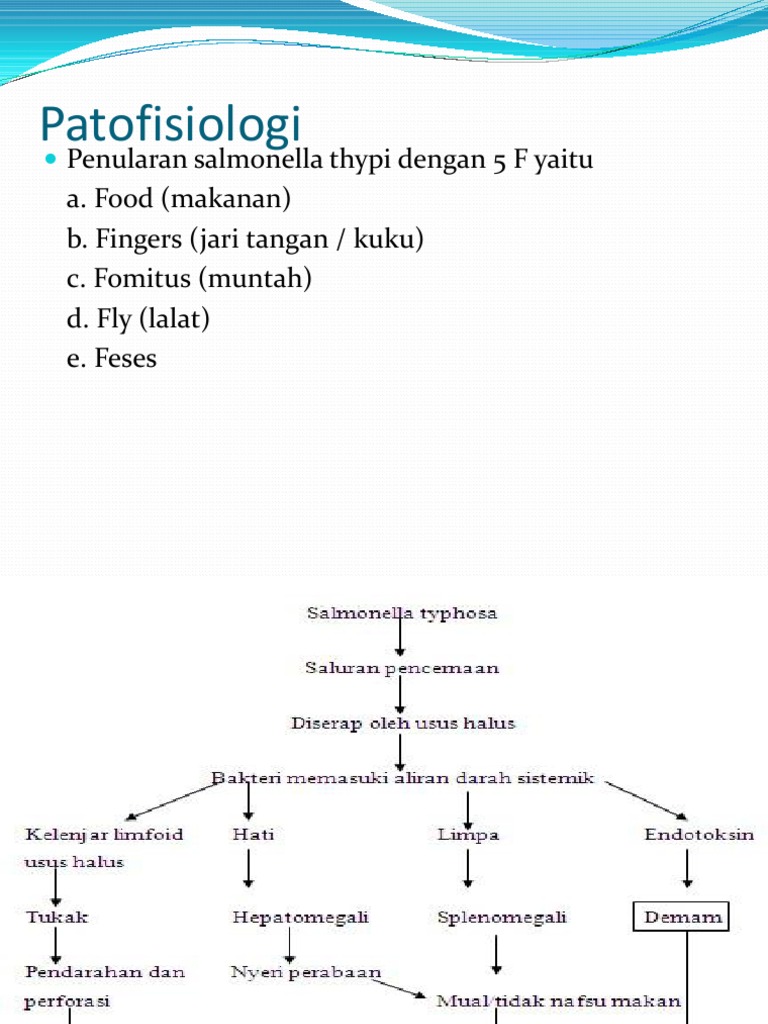 Patofisiologi Demam Tifoid dan Gejalanya | PDF | Kajian Bahasa Asing