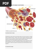 Principais células do sangue e suas funções - Bruna