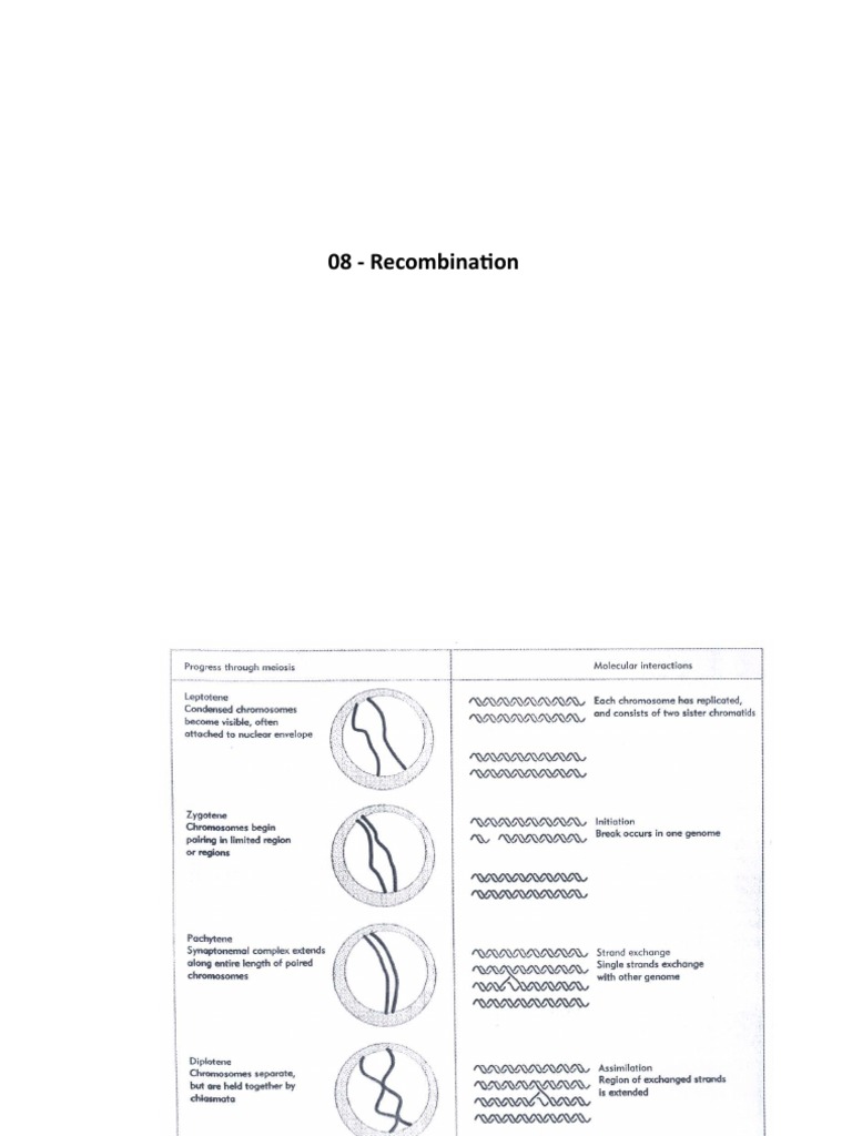 RecA-Induced ssDNA Invasion and Pairing | PDF