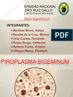 Piroplasma EXPOSICIÓN