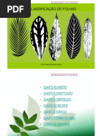 Classificação Das Folhas