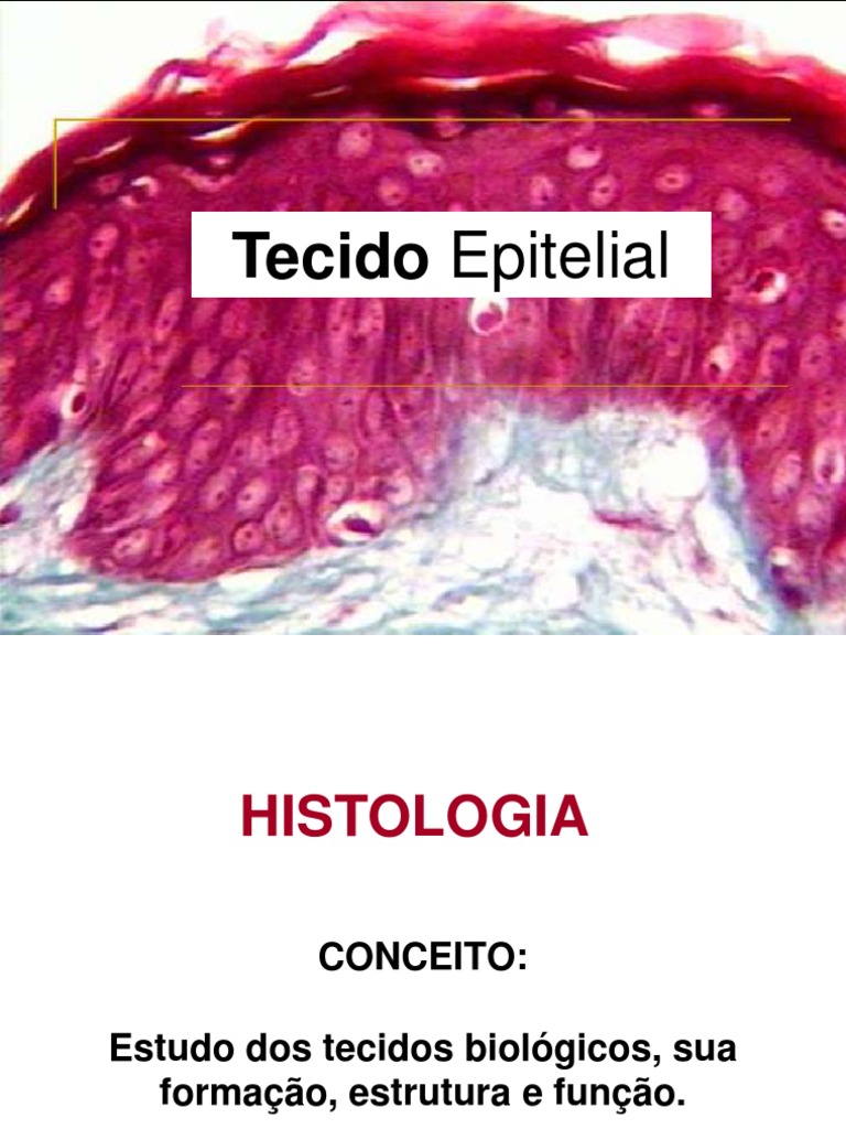 Com Relação Ao Tecido Epitelial Podemos Afirmar