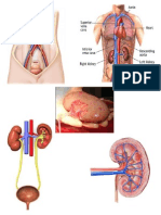 Kidney and Urinary System