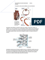Articulaciones de Las Costillas