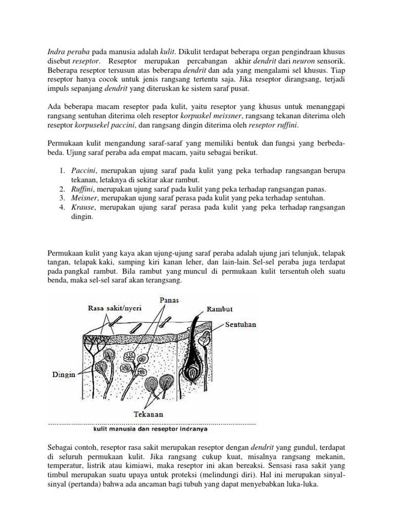 Reseptor Kulit Pdf