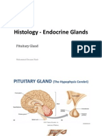 Histo - Pituitary Gland