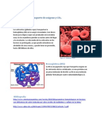 Hemoglobina y Transporte de Oxigeno y CO2