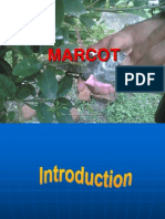 Markot Breeding 