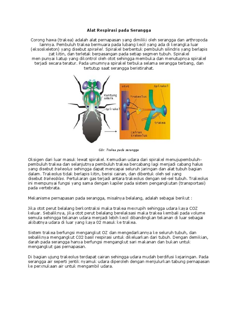 Alat Respirasi Pada Serangga Pdf