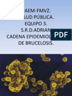 Cadena Epidemiologica de La Brucelosis