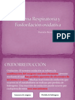 Cadena Respiratoria y Fosforilación oxidativa