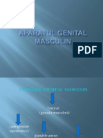 Aparatul  Genital Masculin