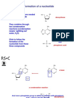 08 Nucleotide