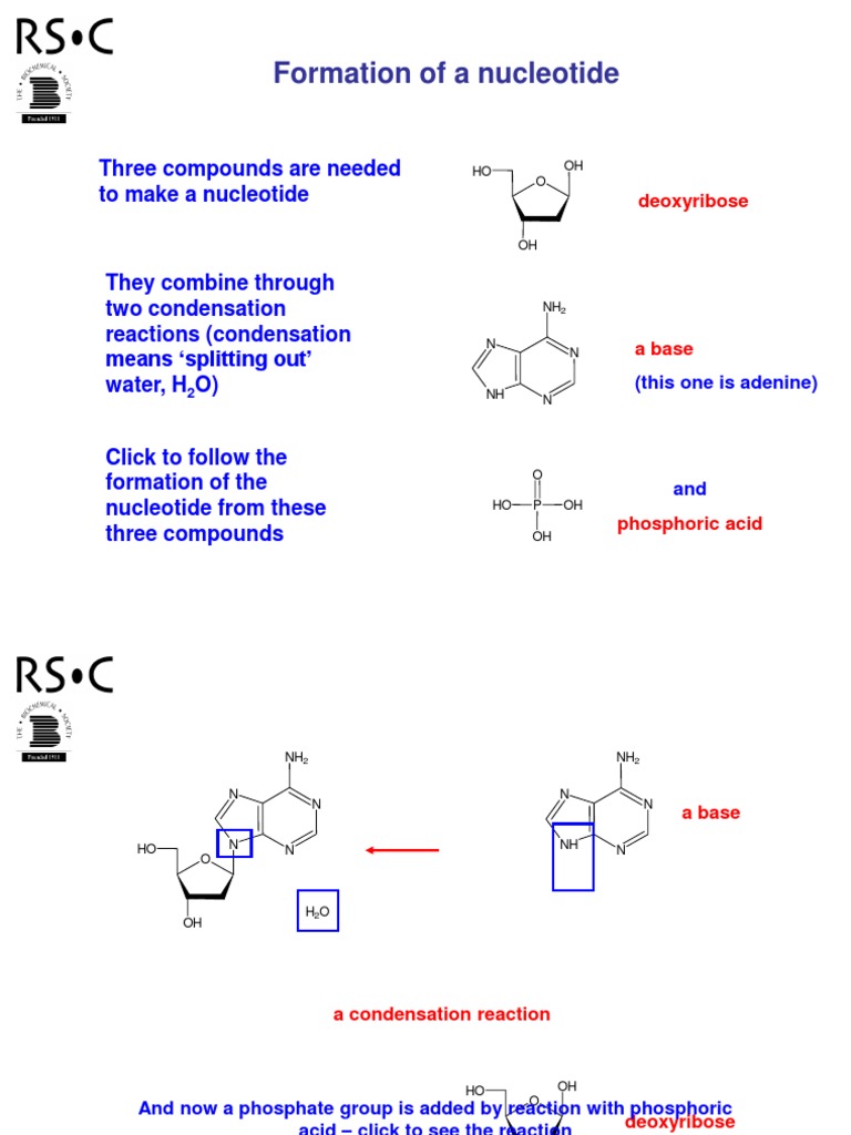 Nucleotide Formation via Condensation | PDF | Science & Mathematics ...