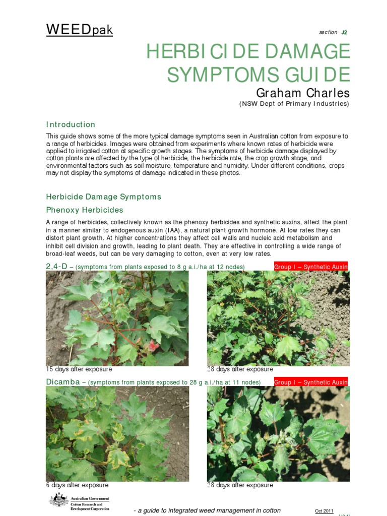 HERBICIDE DAMAGE SYMPTOMS GUIDE Herbicide Auxin