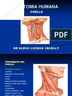 anatomia cuello