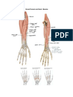 Dorsal Forearm and Hand