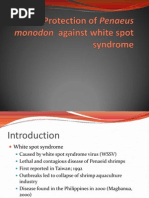 Download Protection of Penaeus monodon  against white spot syndromepptx by ratratrat098 SN130701249 doc pdf
