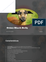 Ovino Black Belly - Bejines