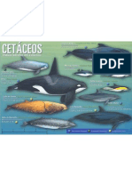 Cetaceos Mediterraneo - 1 de 2