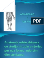 Anatomia