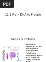 Download From DNA to Protein by Mostafa Galal El Din SN13079742 doc pdf