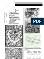 Trans Glomerularpatho Final