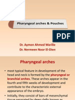 Pharyngeal Arches