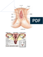 Anatomi Fisiologi Sistem Reproduksi Wanita