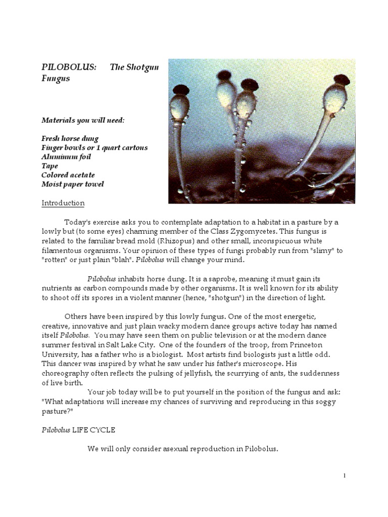 Shotgun Fungus Lab Experiment Fungus