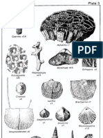 Plate 3 Silurian Fossils