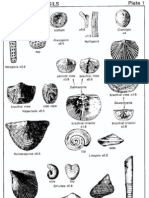 Plate 1 Ordovician Fossils