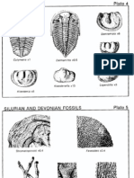 Plates 4 and 5 Silurian, Silurian and Devonian Fossils