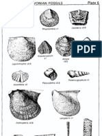 Plate 6 Silurian and Devonian Fossils