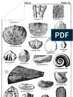 Plate 12 Mississippian Fossils