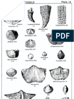 Plate 14 Pennsylvanian Fossils