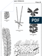 Plate 20 Pennsylvania and Permian Plant Fossils