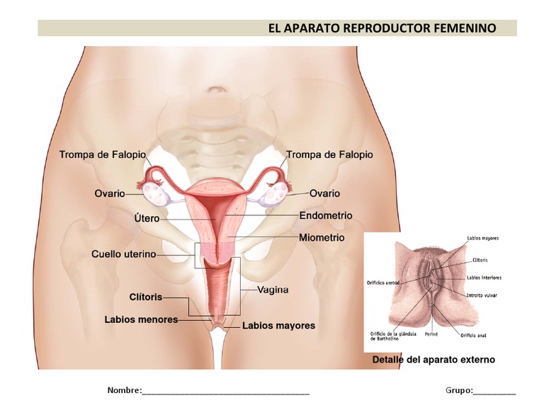 El aparato reproductor femenino 1° de Secundaria