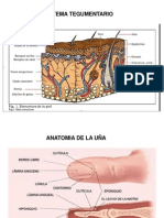 Anatomia de Piel y Huesos