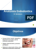 Anatomia Endodontica