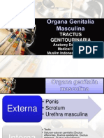 Organa Genitalia Masculina
