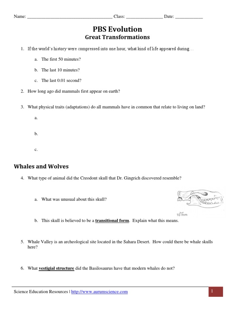 Worksheets Evolution Worksheet pbs evolution great transformations mammals