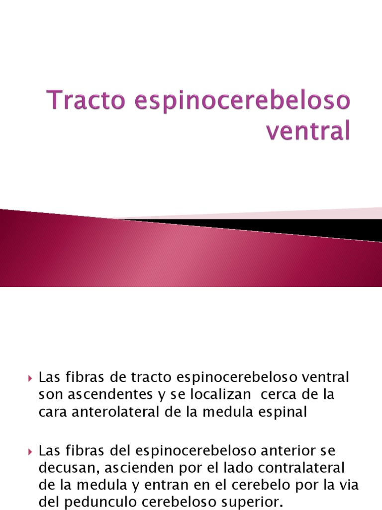 Tracto Espinocerebeloso Ventral PDF